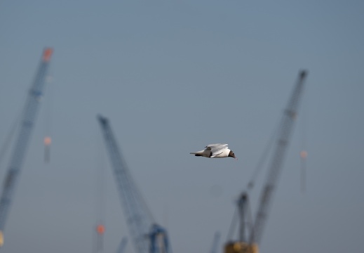 A7406465